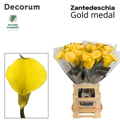 Zantedeschia Gold Medal 70cm