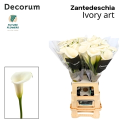 Zantedeschia Ivory Art 70cm