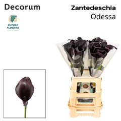 Zantedeschia Odessa 65cm