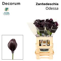 Zantedeschia Odessa 60cm