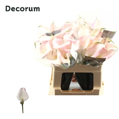 Zantedeschia Sweet Art 55cm