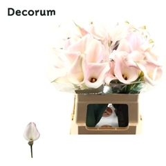 Zantedeschia Sweet Art 60cm