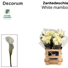 Zantedeschia White Mambo 60cm