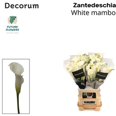 Zantedeschia White Mambo 70cm