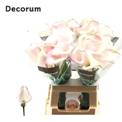 Zantedeschia Sweet Art 65cm