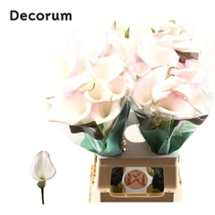 Zantedeschia Sweet Art 70cm