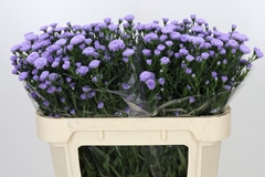 Aster Astee Mini Baby Blue 70cm 15gr.
