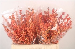 Ilex Verticillata Winter Gold 60cm