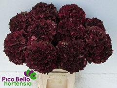 Hydrangea Rubyred Classic 60cm 17-19cm Hd