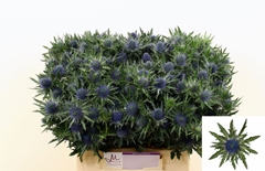 Eryngium Aquarius Questar 40cm