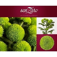 Chrysanth Spray Deligreen 72cm 90gr.