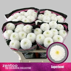Chrysanth Single SuperBowl 70cm 80gr.