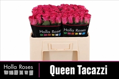 Rosa Queen Tacazzi+ 50cm