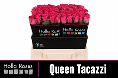 Rosa Queen Tacazzi+ 40cm