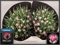 Tulip Double Flash Point 35cm 35gr.