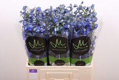 Delphinium Single Lince 60cm