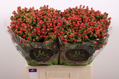 Hypericum Tomato Flair 60cm