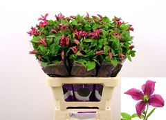 Clematis Amazing Kyiv 60cm