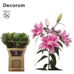Lily Oriental Double Roselily Isabella 95cm 4+