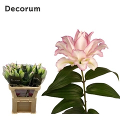 Lily Oriental Double Roselily Anouska 80cm 1+