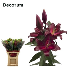 Lily Oriental Avinger 100cm 4+