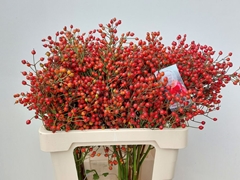 Rosa Autumn Splendor 60cm