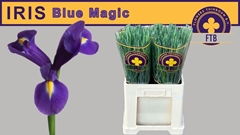 Iris Blue Magic 58cm