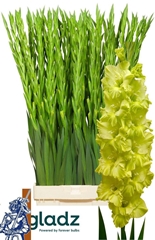 Gladiolus Kio 100cm 160gr.