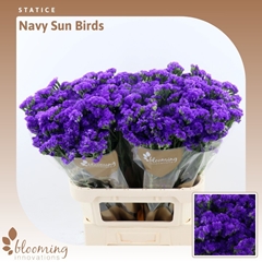Limonium Sinuatum Navy Sun Birds 80cm 55gr.