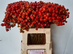 Rosa Red Hooijdonk 60cm