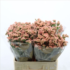 Limonium Sinuatum Peach Wings 60cm 35gr.