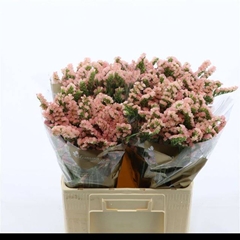 Limonium Sinuatum Emma Peach+ 60cm 30gr.