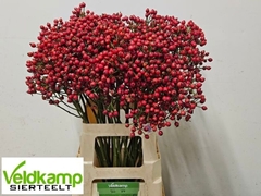 Rose Magical Autumn's Glory 70cm