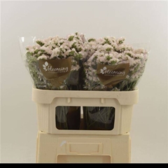 Limonium Sinuatum Apricot Sun Birds 80cm 50gr.