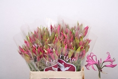 Nerine Ras Van Roon 55cm