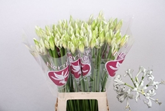 Nerine Bianca Perla 70cm