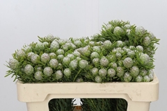 Leucadendron Spray Ayoba Jade Pearl 50cm