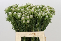 Leucadendron Spray Ayoba Jade Pearl 60cm