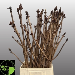 Aesculus Hippocastanum Branche 100cm