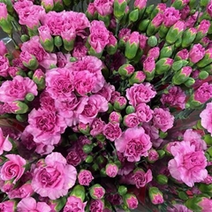 Dianthus Spray Lilac Melissa 60cm