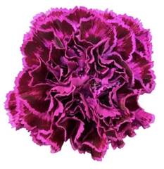 Dianthus Single Nobbio Violet 65cm