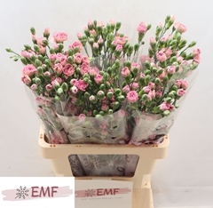 Dianthus Spray Mocha Sweet 65cm