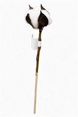 Gossypium Hirsutum White 50cm