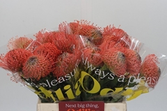 Leucospermum Ayoba Pink 40cm