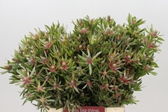 Leucadendron Ayoba Star Pearl 40cm