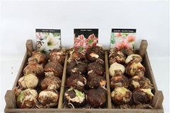 Hippeastrum Mix 15cm