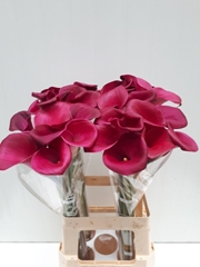 Zantedeschia Sumatra 70cm