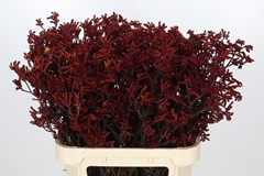 Anigozanthos Red Gem 80cm