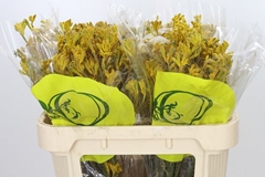 Anigozanthos Yellow Gem 70cm