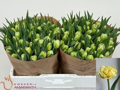 Tulip Double Avant Garde 35cm 35gr.